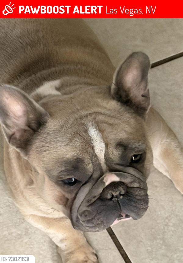 Lost Male Dog last seen Near Christy ln and Charleston, Las Vegas, NV 89110
