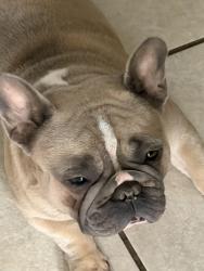 Lost Male Dog last seen Near Christy ln and Charleston, Las Vegas, NV 89110