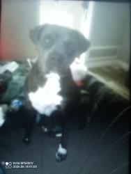 Lost Female Dog last seen 7th street, Victorville, CA 92395