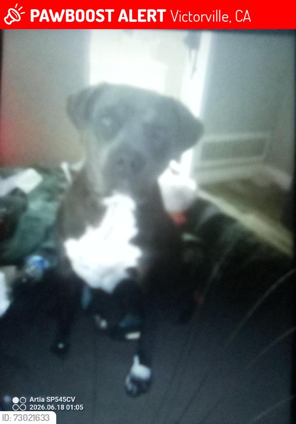 Lost Female Dog last seen 7th street, Victorville, CA 92395
