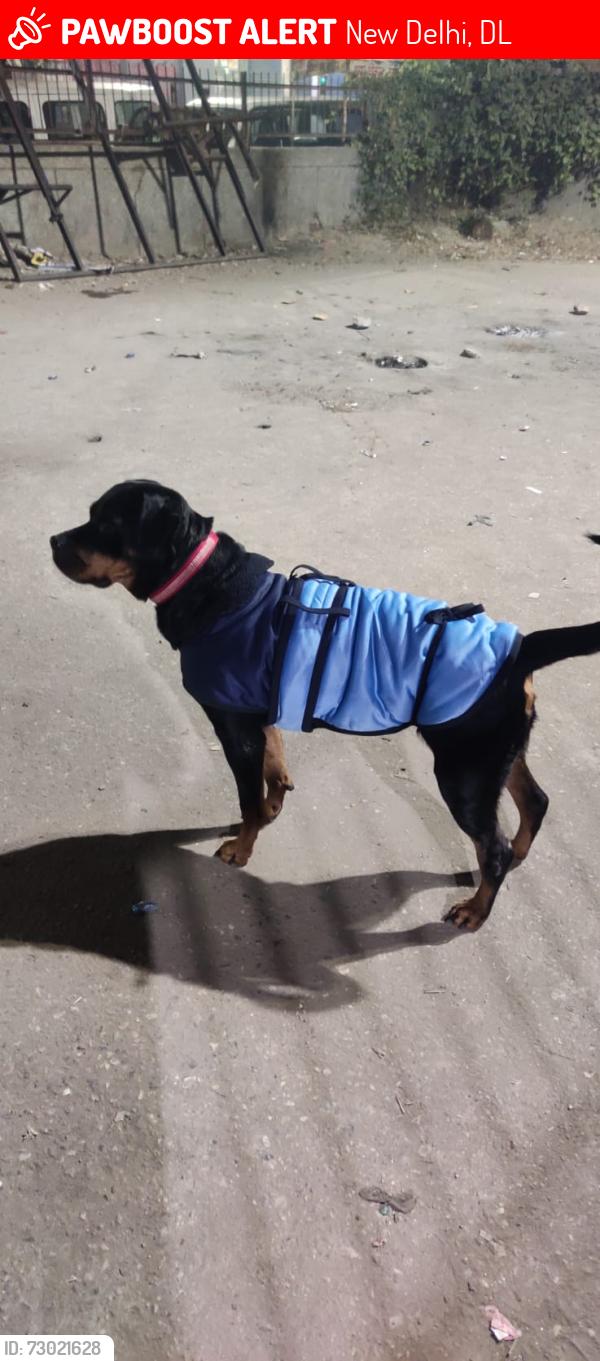 Lost Female Dog last seen hse no-169 hari nagar ashram, New Delhi, DL 110014