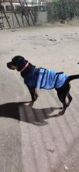 Lost Female Dog last seen hse no-169 hari nagar ashram, New Delhi, DL 110014