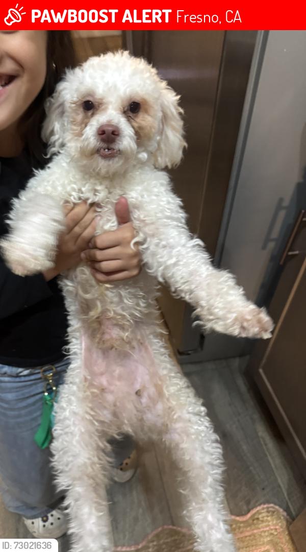 Lost Male Dog last seen Herndon and Cedar, Fresno, CA 93710