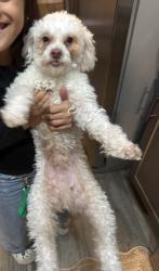 Lost Male Dog last seen Herndon and Cedar, Fresno, CA 93710
