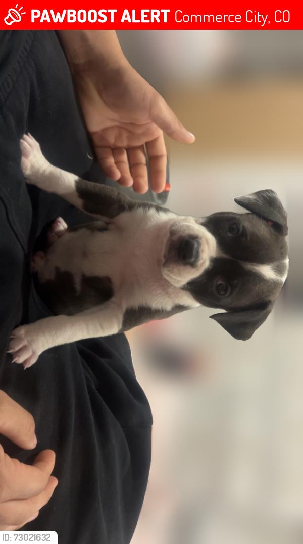Lost Female Dog last seen 68th and Krameria st , Commerce City, CO 80022