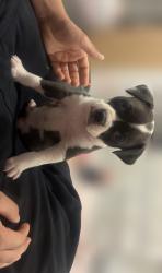 Lost Female Dog last seen 68th and Krameria st , Commerce City, CO 80022