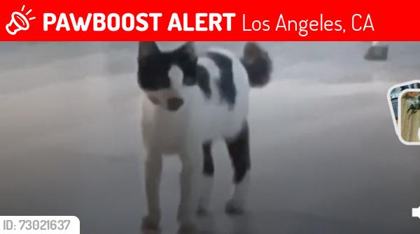 Lost Male Cat last seen Wilmington  and opps, Los Angeles, CA 90744