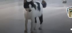 Lost Male Cat last seen Wilmington  and opps, Los Angeles, CA 90744