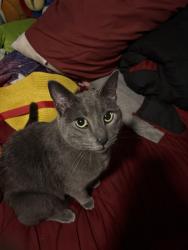 Reunited Male Cat last seen East 21st Street , Northampton, PA 18067