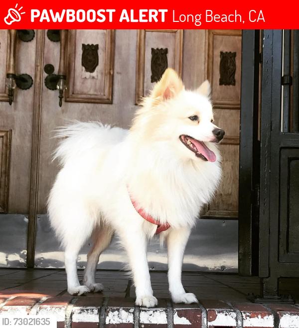 Lost Male Dog last seen The Pike, Long Beach California , Long Beach, CA 90831