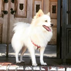 Lost Male Dog last seen The Pike, Long Beach California , Long Beach, CA 90831