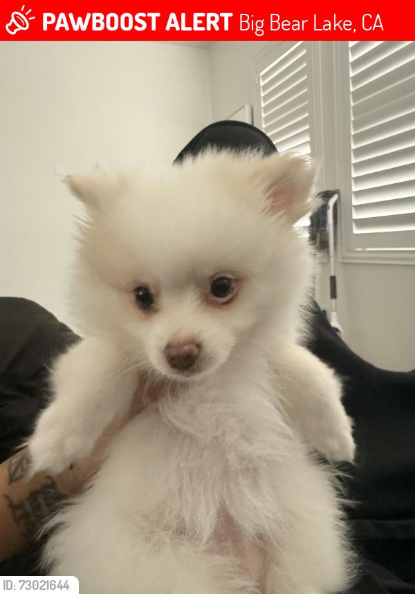 Lost Female Dog last seen Falcon st , Big Bear Lake, CA 92315