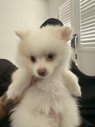 Lost Female Dog last seen Falcon st , Big Bear Lake, CA 92315