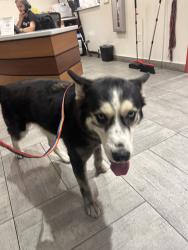 Found/Stray Female Dog last seen N 32 and Virginia, Phoenix, AZ 85008