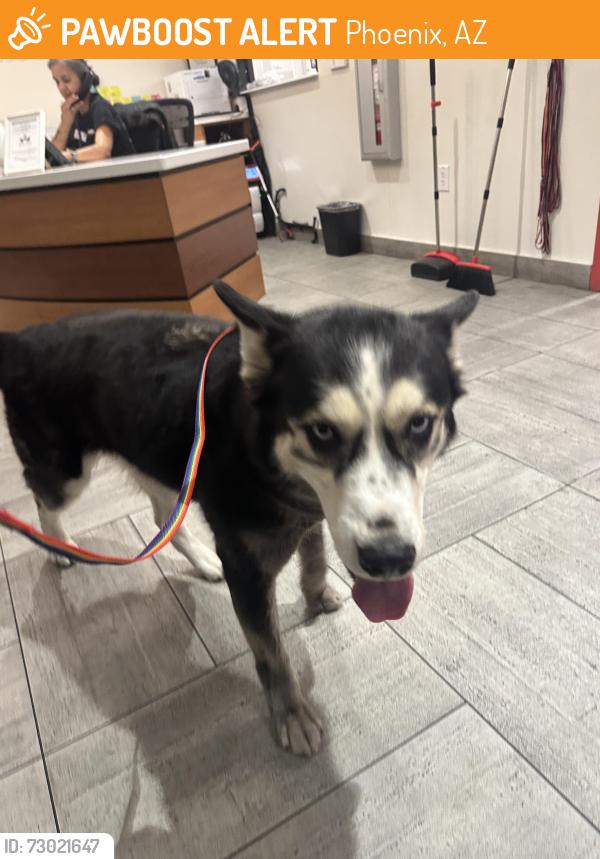 Found/Stray Female Dog last seen N 32 and Virginia, Phoenix, AZ 85008