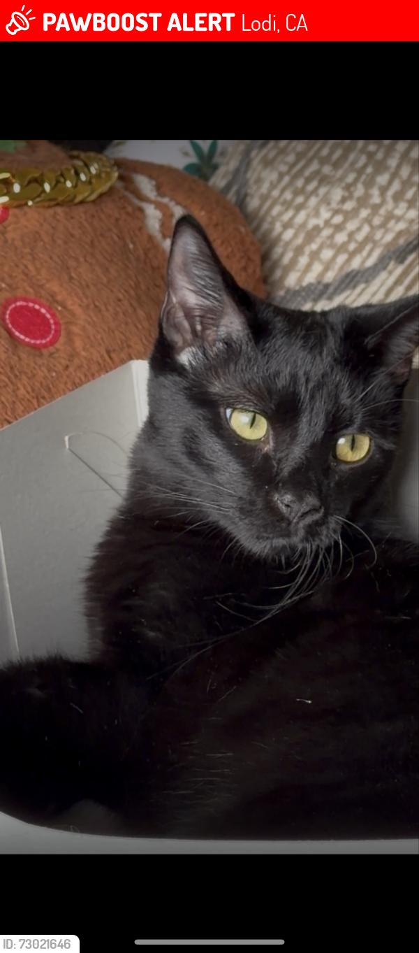 Lost Male Cat last seen N Crescent Ave and W Lockford St, Lodi, CA 95240