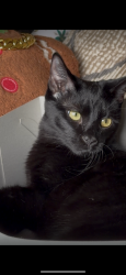 Lost Male Cat last seen N Crescent Ave and W Lockford St, Lodi, CA 95240