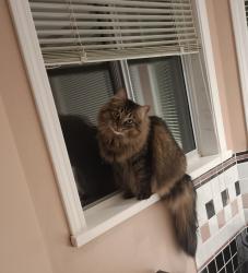 Lost Female Cat last seen Near Ave and 157A st, Surrey , Surrey, BC V4N 2G7