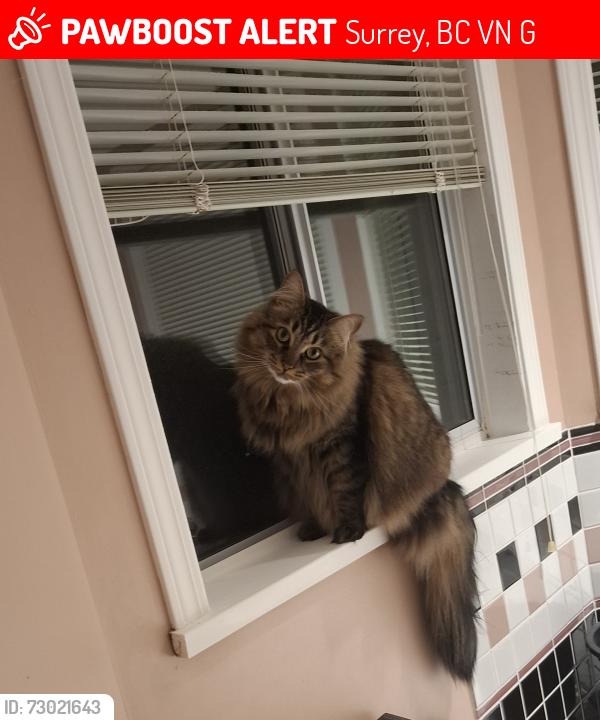 Lost Female Cat last seen Near Ave and 157A st, Surrey , Surrey, BC V4N 2G7