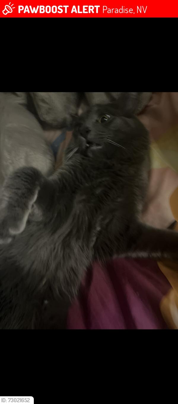 Lost Male Cat last seen inside bossa nova, Paradise, NV 89119