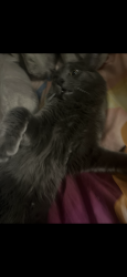 Lost Male Cat last seen inside bossa nova, Paradise, NV 89119