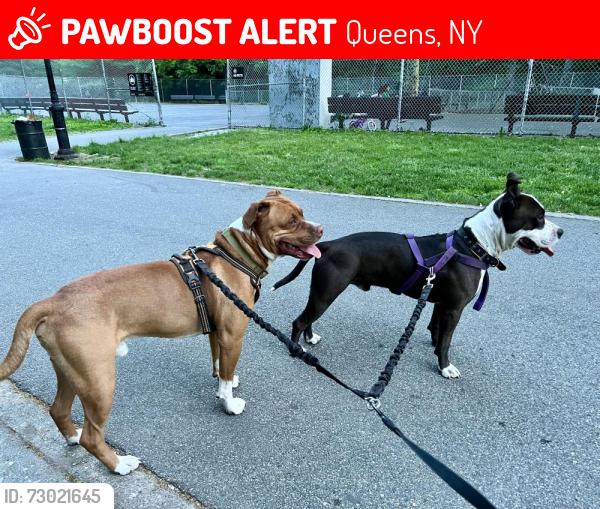 Lost Male Dog last seen 45th Ave & 158th Street, Queens, NY 11358