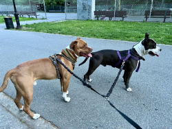 Lost Male Dog last seen 45th Ave & 158th Street, Queens, NY 11358