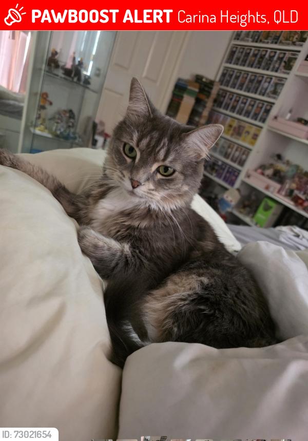 Lost Female Cat last seen Carina Heights, Carina Heights, QLD 4152
