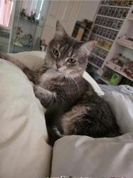 Lost Female Cat last seen Carina Heights, Carina Heights, QLD 4152