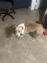Reunited Male Dog last seen Intersection of Calle prima and Clark , Moreno Valley, CA 92557