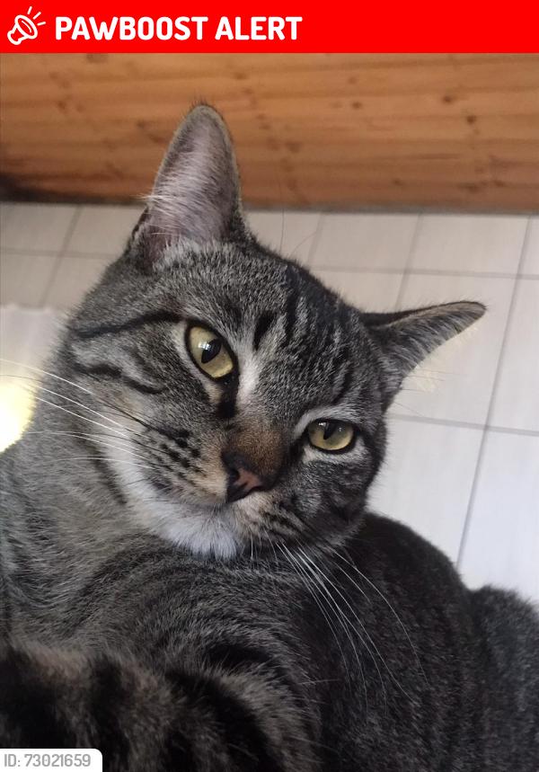 Lost Male Cat last seen Perto do postinho de saúde, Conjunto Habitacional - Setor A, SP 06665-060