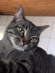 Lost Male Cat last seen Perto do postinho de saúde, Conjunto Habitacional - Setor A, SP 06665-060