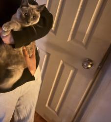 Reunited Female Cat last seen Garnet & concord st, Los Angeles, CA 90023