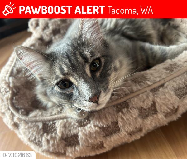 Lost Male Cat last seen Pacific ave 84th , Tacoma, WA 98444