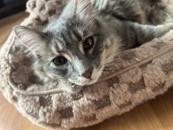 Lost Male Cat last seen Pacific ave 84th , Tacoma, WA 98444