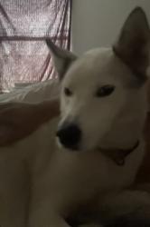 Lost Male Dog last seen City view dr , Murfreesboro, TN 37130