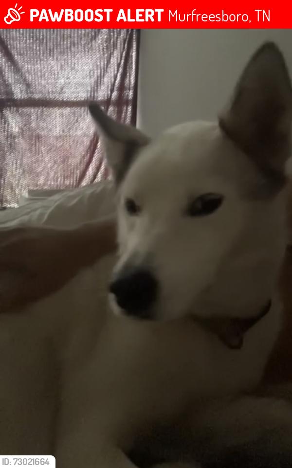 Lost Male Dog last seen City view dr , Murfreesboro, TN 37130