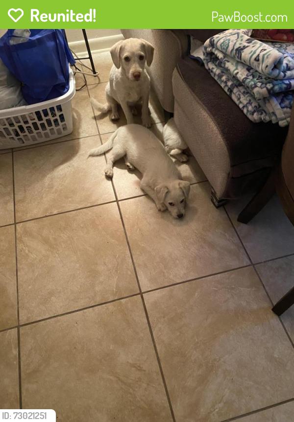Reunited Unknown Dog last seen E Lancaster near Church’s Chicken, Fort Worth, TX 76112