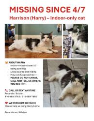 Lost Male Cat last seen 85th & Holmes, Kansas City, MO 64131