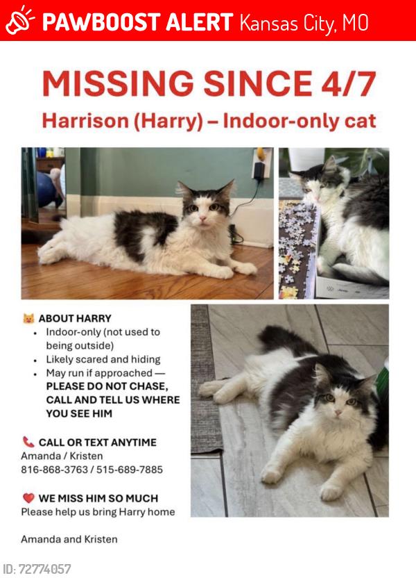 Lost Male Cat last seen 85th & Holmes, Kansas City, MO 64131