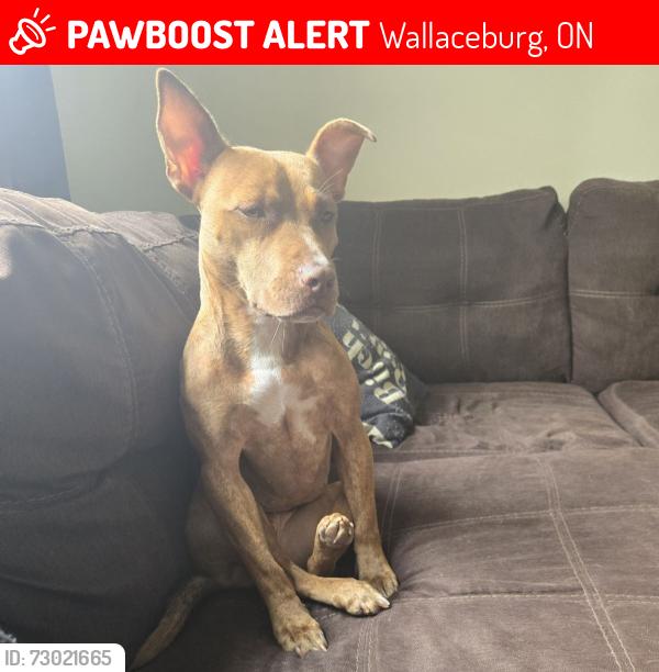 Lost Female Dog last seen William St. & Wellington St., Wallaceburg, ON 
