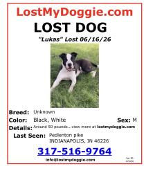 Lost Male Dog last seen Oaklandon rd , Lawrence, IN 46236