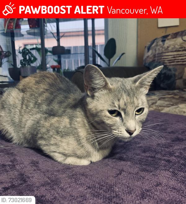 Lost Female Cat last seen Near NE 76th St — near Muchas Gracias, Vancouver, WA 98662