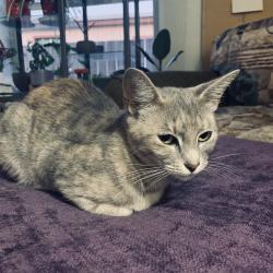 Lost Female Cat last seen Near NE 76th St — near Muchas Gracias, Vancouver, WA 98662