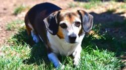 Reunited Male Dog last seen Ambassador courts apts, Oklahoma City, OK 73129
