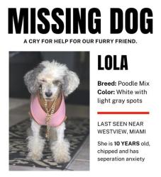 Lost Female Dog last seen Westview,  Miami, Westview, FL 33167