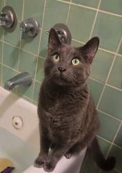 Lost Male Cat last seen jarvis, Chicago, IL 60645