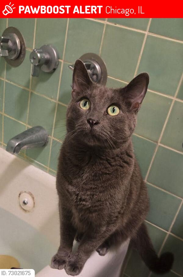 Lost Male Cat last seen jarvis, Chicago, IL 60645