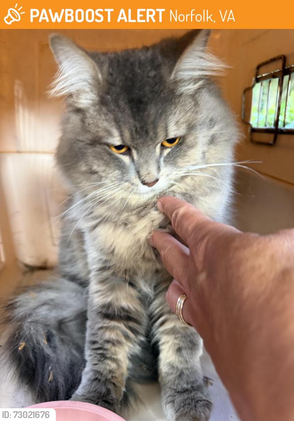 Found/Stray Unknown Cat last seen Helena Ave and Shirland ave, Norfolk, VA 23505