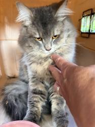 Found/Stray Unknown Cat last seen Helena Ave and Shirland ave, Norfolk, VA 23505